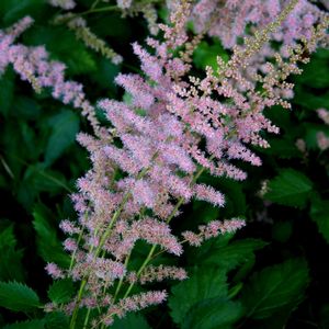 Astilbe chinensis (False Spirea)