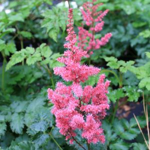 Astilbe chinensis (False Spirea)