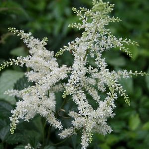 Astilbe x arendsii (False Spirea)