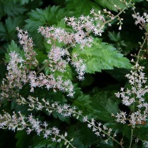 Astilbe simplicifolia (False Spirea)