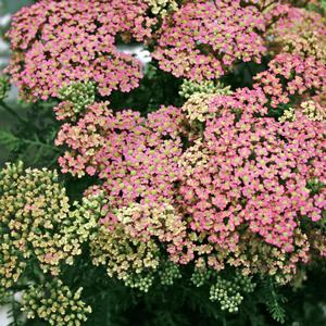 Achillea millefolium ()