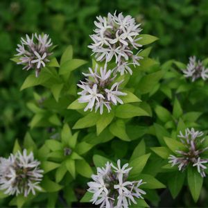Amsonia tabernaemontana ()