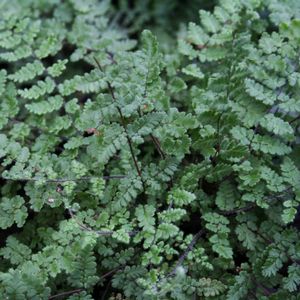 Cheilanthes lanosa (Hairy Lip Fern)