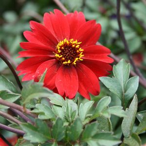 Dahlia ()