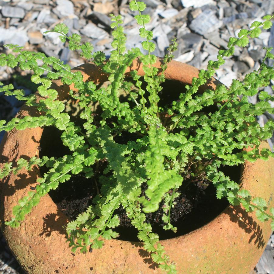 Athyrium filix-femina (Tatting Fern)