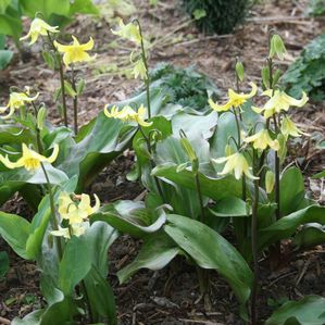 Erythronium x ()