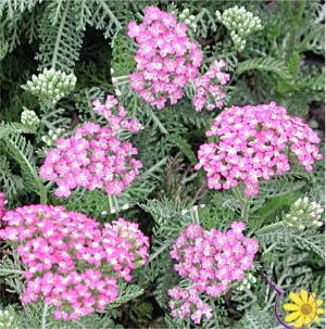 Achillea (Yarrow)