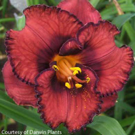 Hemerocallis ()