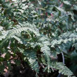 Athyrium niponicum pictum (Applecourt Crested)