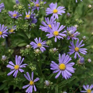 Aster x (Aster)