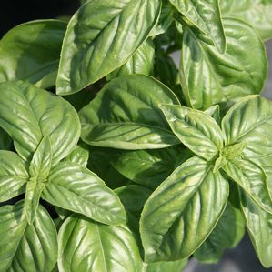 Basil (Sweet Basil)