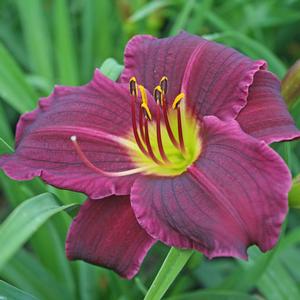 Hemerocallis (Daylily)