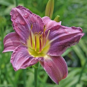 Hemerocallis (Daylily)