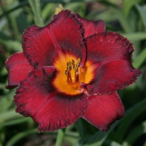 Hemerocallis (Daylily)