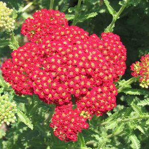 Achillea (Yarrow)