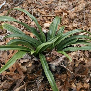 Rohdea japonica (Sacred Lily)