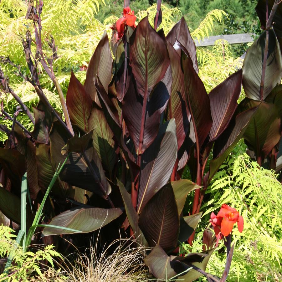 Canna australis (Canna)