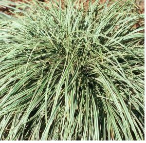 Carex conica (Sedge)
