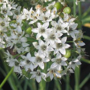Allium tuberosum (Garlic Chives)