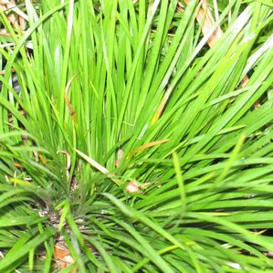Acorus gramineus (Sweet Flag)