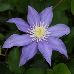 Clematis (Clematis)
