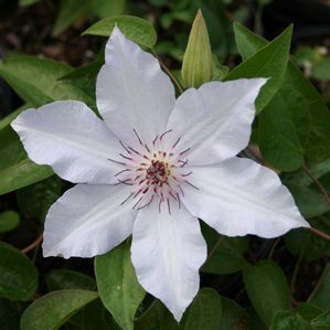 Clematis (Clematis)