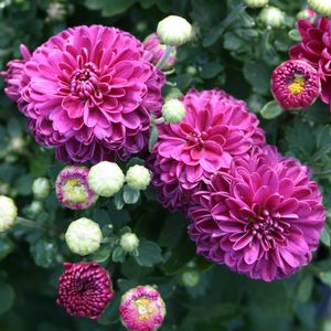 Dendranthemum (Hardy Chrysanthemum)