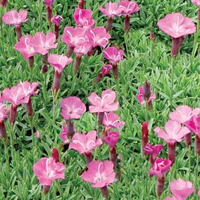 Dianthus gratianopolitanus (Pinks)