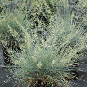Festuca ovina var. glauca (Blue Sheep Fescue)