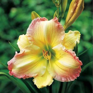 Hemerocallis  (Daylily)