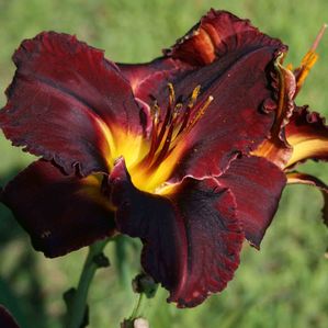 Hemerocallis  (Daylily)