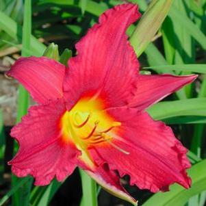 Hemerocallis 'Bourbon Kings'