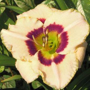 Hemerocallis  'Bric-A-Brac'