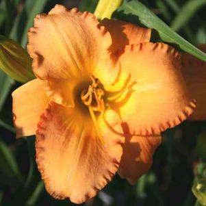 Hemerocallis 'Butterscotch Candy'