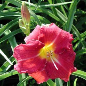 Hemerocallis 'Carlotta'