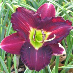 Hemerocallis 'Catherine Neal'