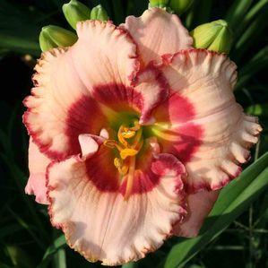 Hemerocallis  'Cherry Valentine'