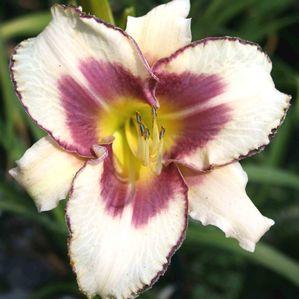 Hemerocallis  'Chicago Picotee Memories'
