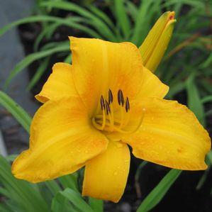 Hemerocallis  'Chicago Sunrise'