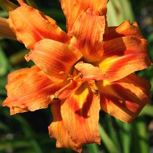 Hemerocallis  'Chief's Orange Sparkler'