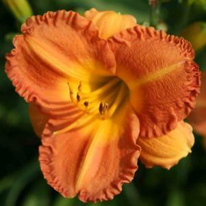 Hemerocallis  'Culture Shock'