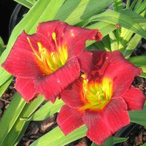 Hemerocallis 'Dark Avenger'