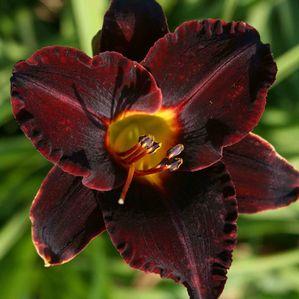 Hemerocallis  'Dominic'