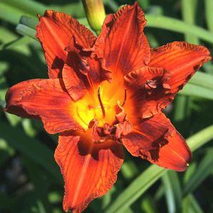 Hemerocallis  'Double Bourbon'