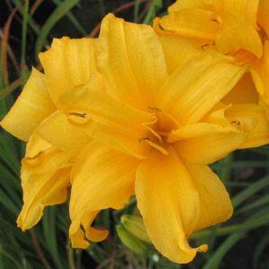 Hemerocallis  'Double Recurve'