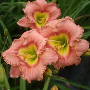 Hemerocallis  'Elegant Candy'