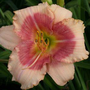 Hemerocallis  'Exotic Candy'