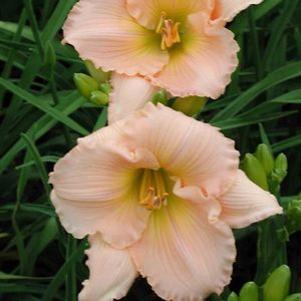 Hemerocallis  'Fairy Tale Pink'