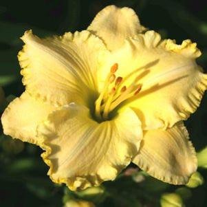 Hemerocallis  'Ferengi Gold'