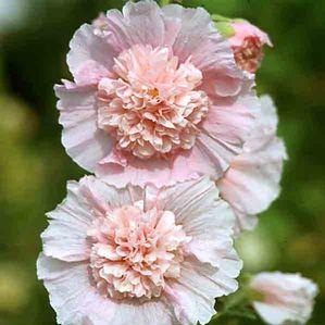Alcea rosea 'Chater's Salmon Pink'